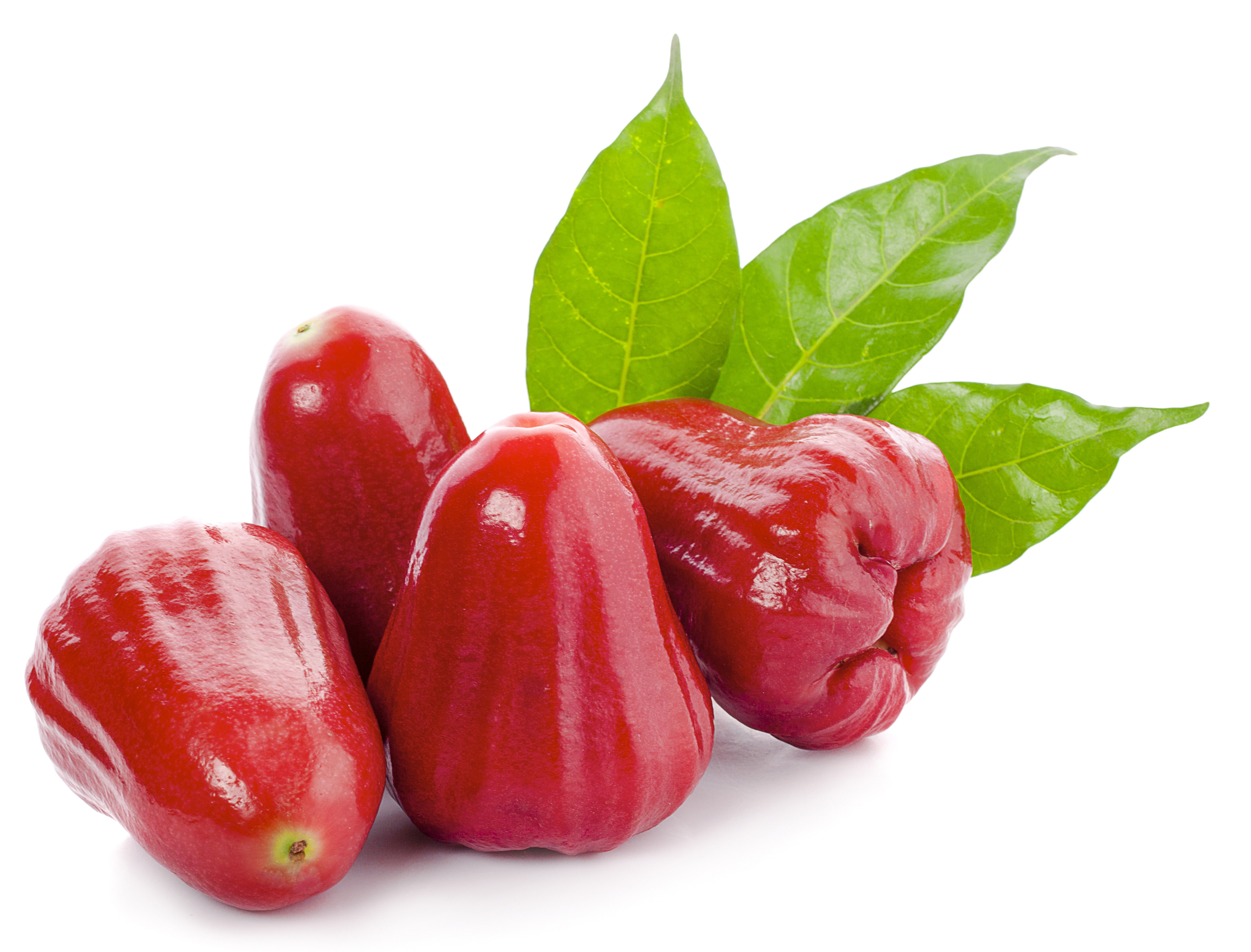 Wax apple hot sale